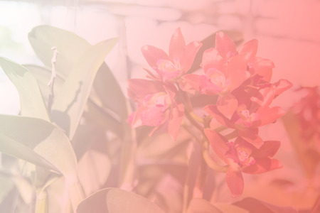 Beautiful Thai orchid flowerの写真素材