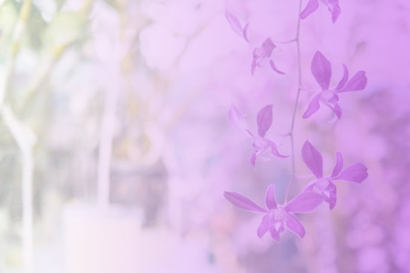 Beautiful Thai orchid flowerの写真素材