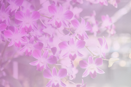 Beautiful Thai orchid flowerの写真素材