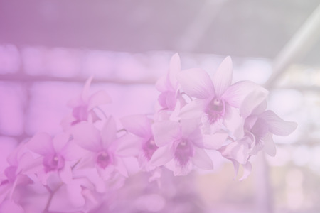 Beautiful Thai orchid flowerの写真素材