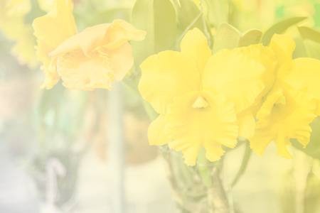 Beautiful Thai orchid flowerの写真素材