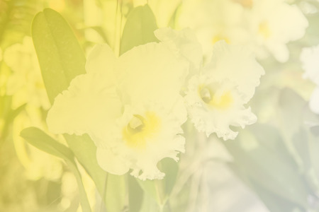 Beautiful Thai orchid flowerの写真素材