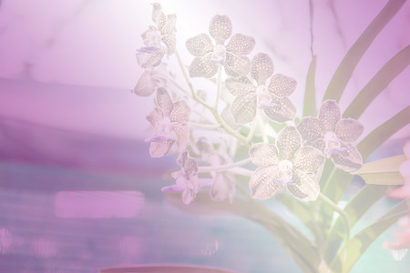 Beautiful Thai orchid flowerの写真素材