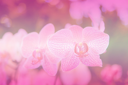 beautiful orchid flower background