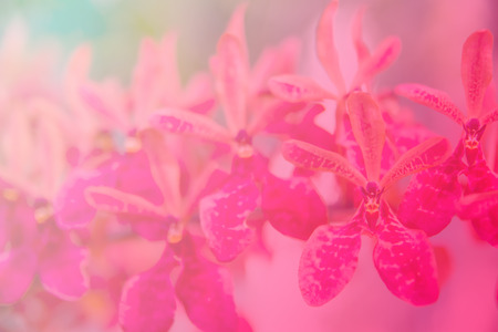 Beautiful Thai orchid flowerの写真素材