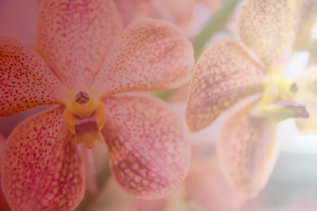 Beautiful Thai orchid flower