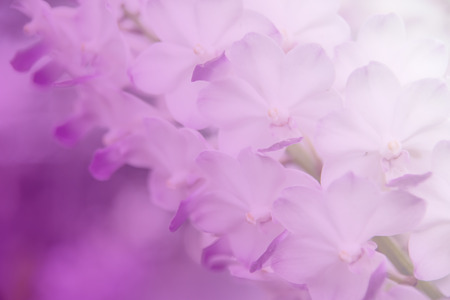 Beautiful Thai orchid flowerの写真素材