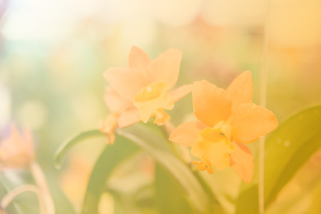Beautiful Thai orchid flower