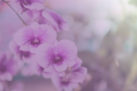 Beautiful Thai orchid flowerの写真素材