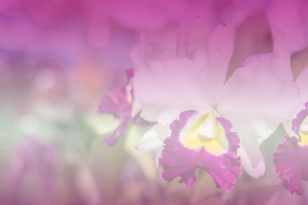 Beautiful Thai orchid flowerの写真素材