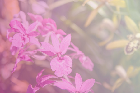 Beautiful Thai orchid flowerの写真素材