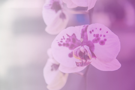 Beautiful Thai orchid flowerの写真素材