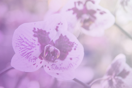 Beautiful Thai orchid flowerの写真素材