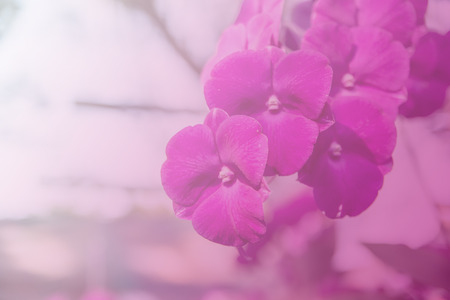 Beautiful Thai orchid flowerの写真素材