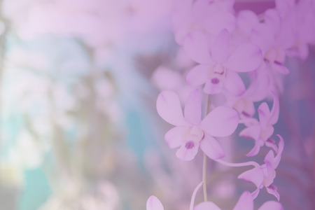 Beautiful Thai orchid flowerの写真素材