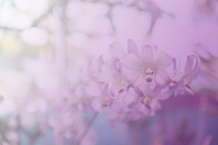 Beautiful Thai orchid flowerの写真素材