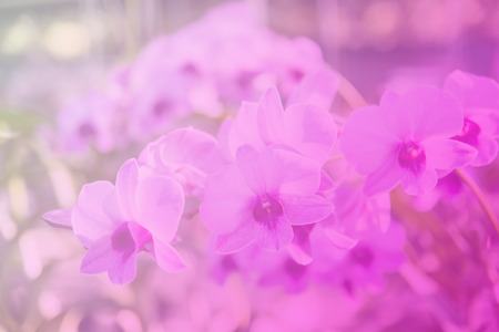 Beautiful Thai orchid flowerの写真素材