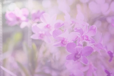 Beautiful Thai orchid flowerの写真素材