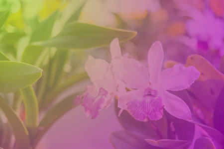 Beautiful Thai orchid flowerの写真素材