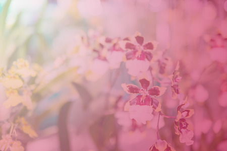 Beautiful Thai orchid flowerの写真素材