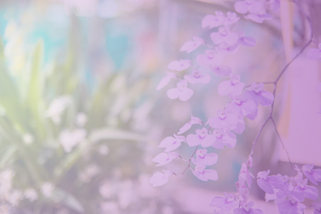 Beautiful Thai orchid flowerの写真素材