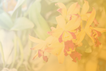 Beautiful Thai orchid flowerの写真素材