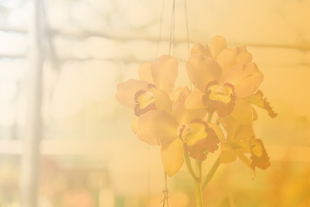 Beautiful Thai orchid flowerの写真素材