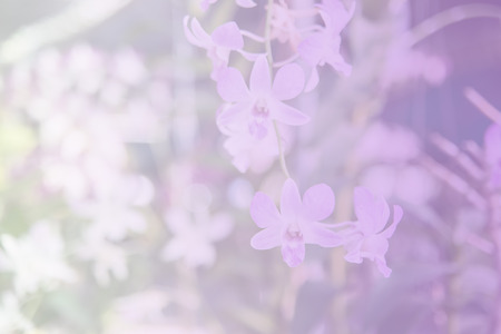 Beautiful Thai orchid flowerの写真素材