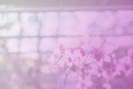 Beautiful Thai orchid flowerの写真素材