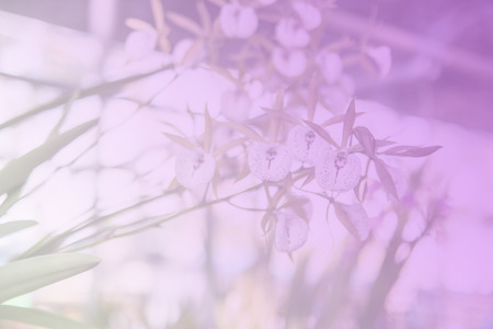 Beautiful Thai orchid flowerの写真素材