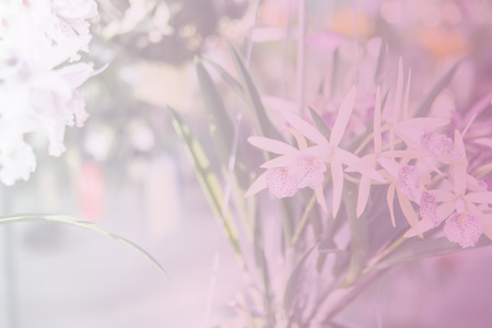 Beautiful Thai orchid flowerの写真素材