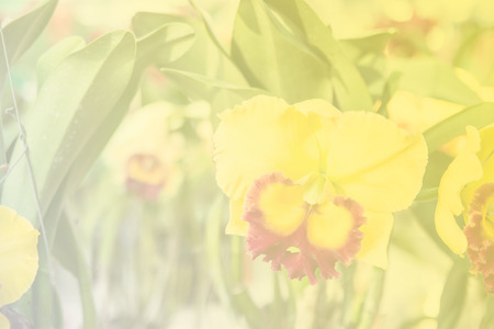 Beautiful Thai orchid flowerの写真素材