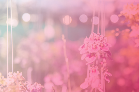 Beautiful Thai orchid flowerの写真素材