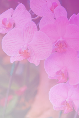 beautiful orchid flower backgroundの写真素材
