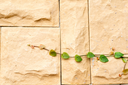ivy with brick pattern backgroundの写真素材