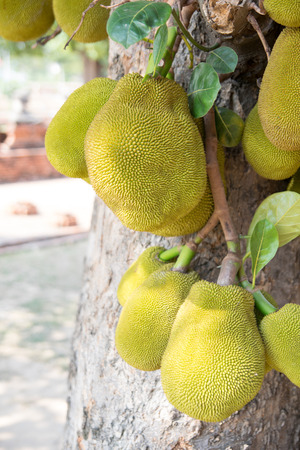 Jackfruitの写真素材