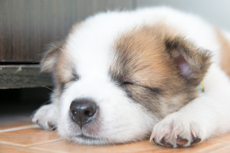 close up cute Thai bangkaew sleeping puppyの写真素材