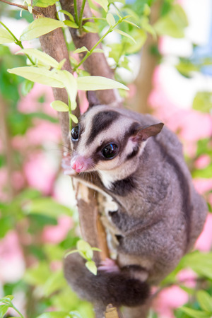 sugar glider climb on the tree