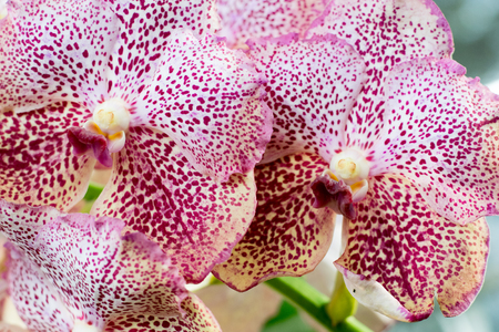 Beautiful Thai orchid flower Close up