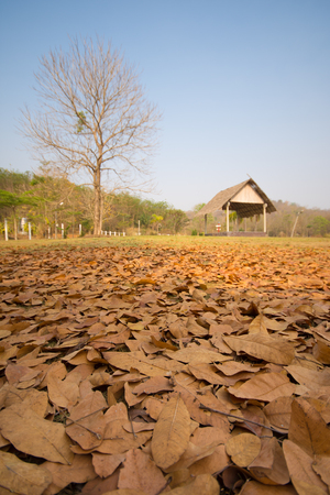fallen leaves with old pavillion backgroundの写真素材