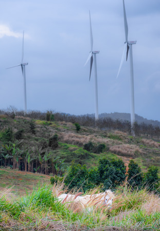 A white horse while nibble grass with wind farm background at Windtime Khaokho, Phetchabun, Thailand.の写真素材