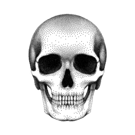 Stippled human skull with a lower jaw. Vector textured illustration on white background..のイラスト素材