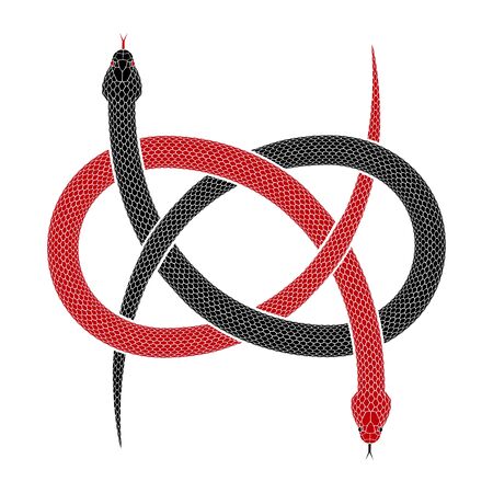 Vector illustration of two snakes intertwined in shape of Carrick bend. Tattoo design with serpents joined as Wake or Ormonde knot isolated on a white background.のイラスト素材
