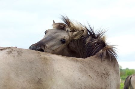 living in the wild horses living on it can be found in nature, they are mostly gray, live in flocksの写真素材
