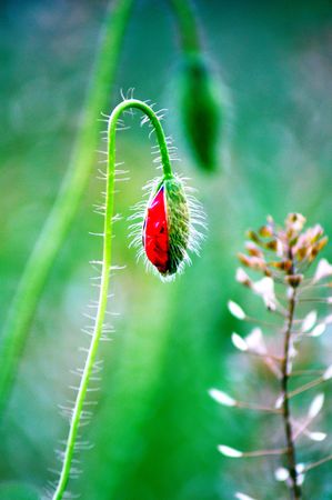 poppy going to open up, before the show throughout its bloomの写真素材