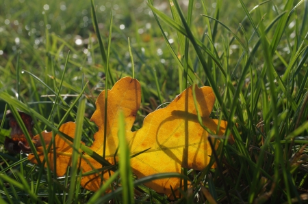 oak-leafの写真素材