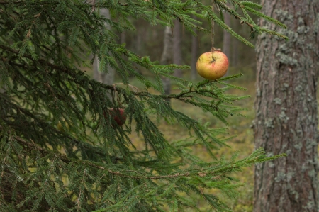 On Christmas is a celebration of the birth of love  We love our wild animals  Give the wild beasts apples の写真素材