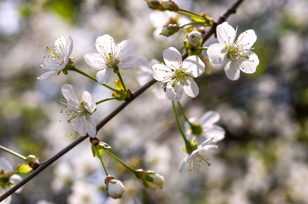 Flowering cherry tree branch. Garden, spring, photographed in natural sun light photographed.