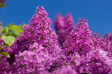 Lilac photographed with selective focus on a sunny spring dayの写真素材