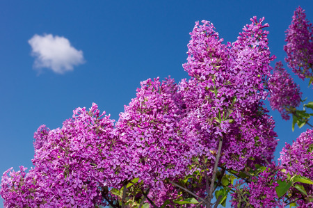 Lilac photographed with selective focus on a sunny spring dayの写真素材